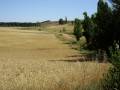 Vista del campo de Vallecillo